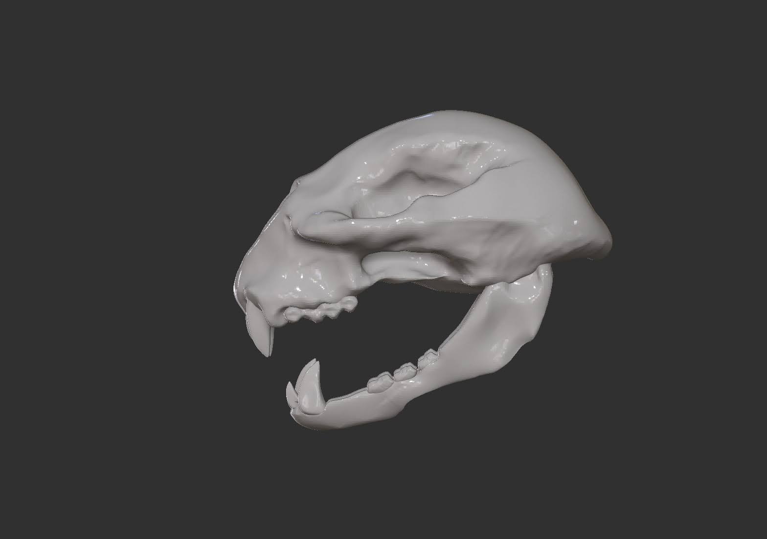 Cheetah Skull — Side
